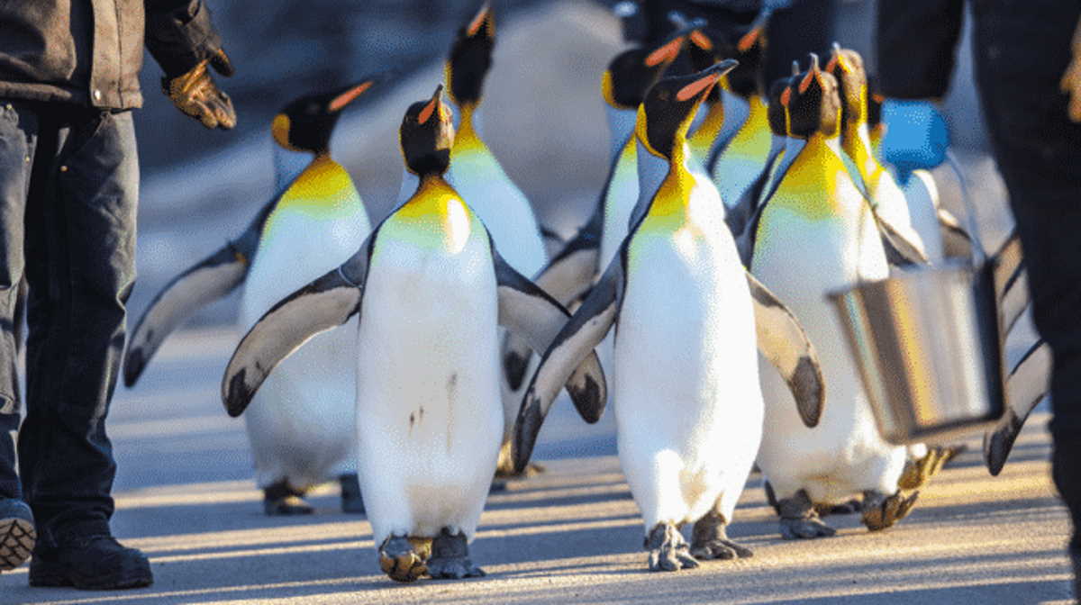 Ready, set, waddle! Penguin Walk, the cutest attractions in Calgary